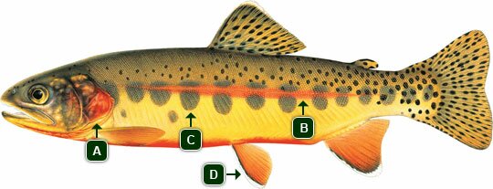 Golden Trout